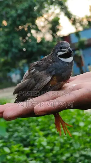Running King Quail