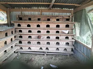 কবুতর এর খোপ