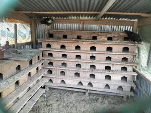 কবুতর এর খোপ