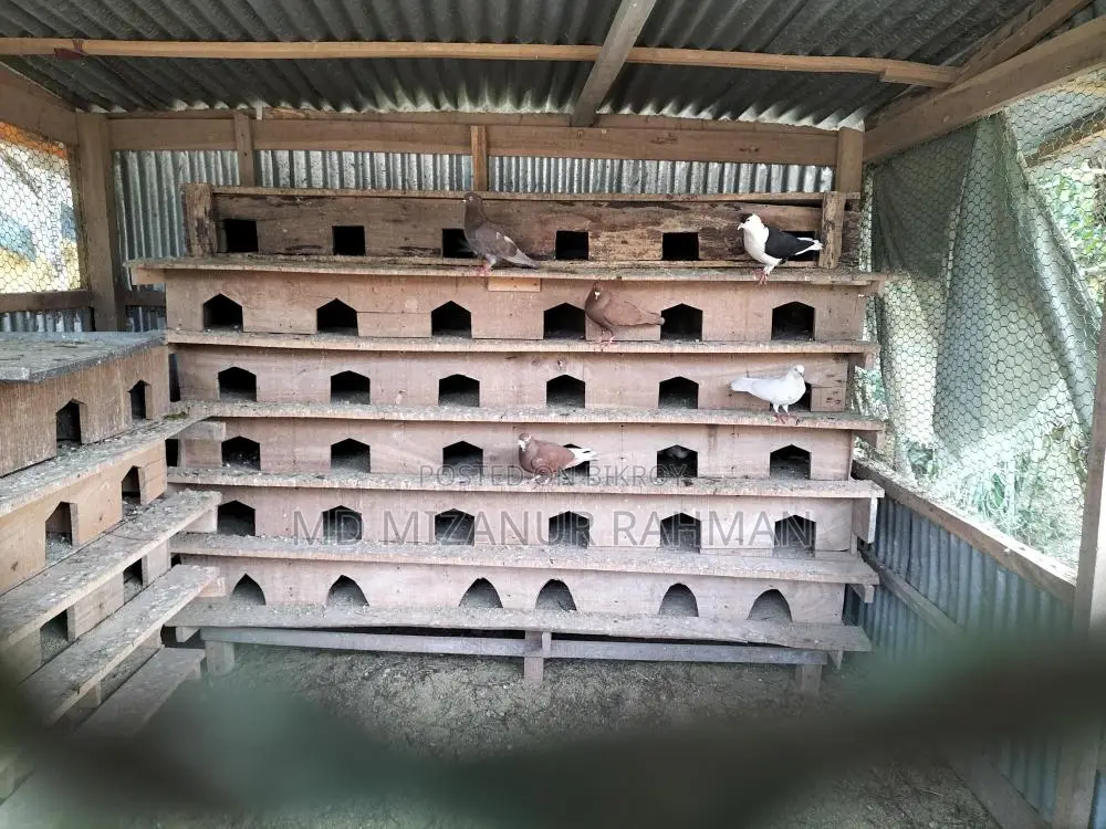 কবুতর এর খোপ