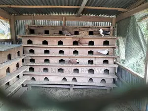 কবুতর এর খোপ