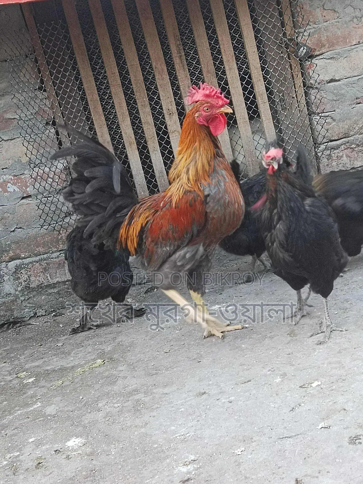 পাহাড়ি মোরগ