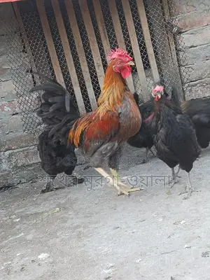 পাহাড়ি মোরগ