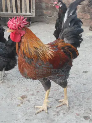 পাহাড়ি মোরগ