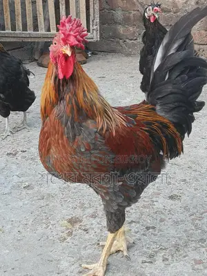 পাহাড়ি মোরগ