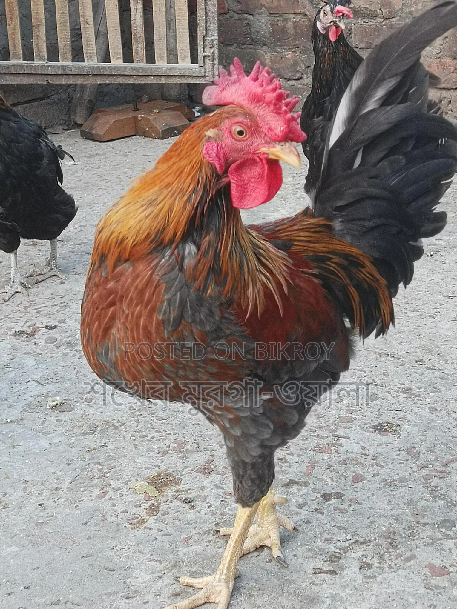 পাহাড়ি মোরগ