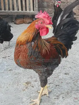 পাহাড়ি মোরগ