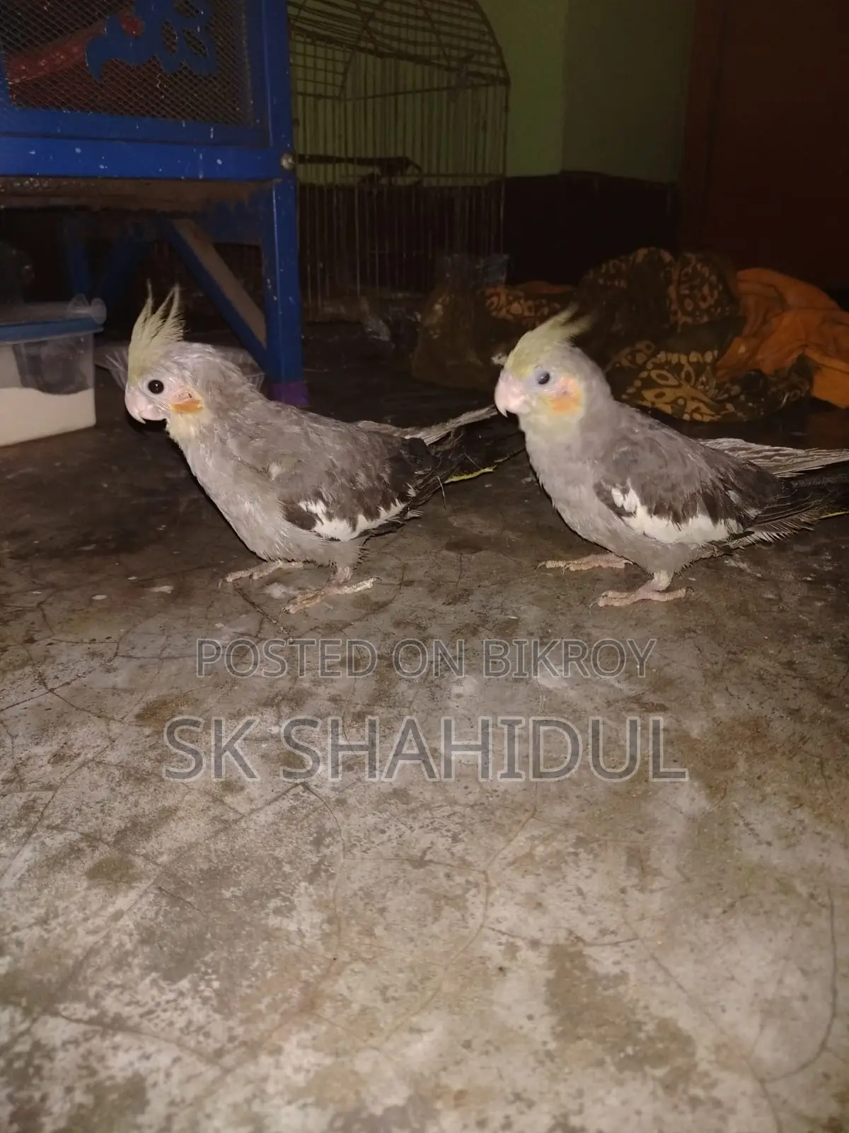 কোকাটেল পাখি