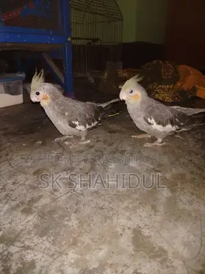 কোকাটেল পাখি