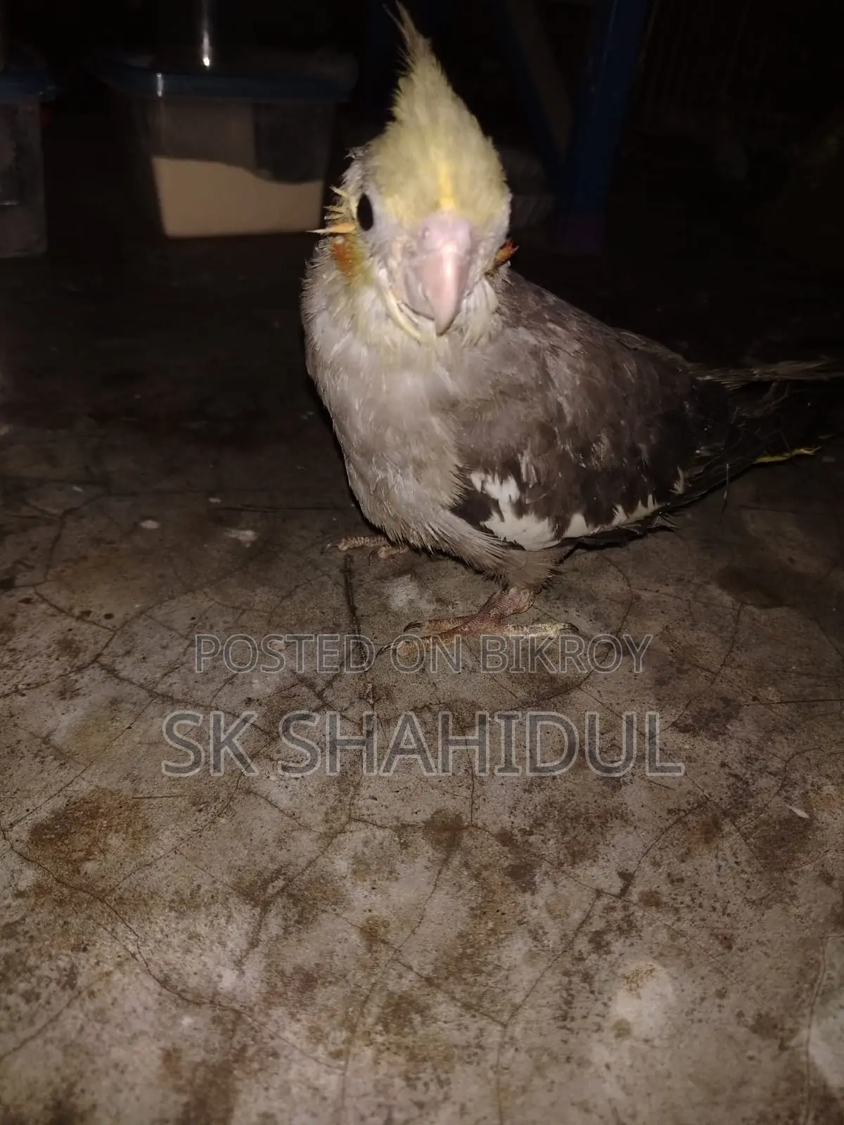 কোকাটেল পাখি