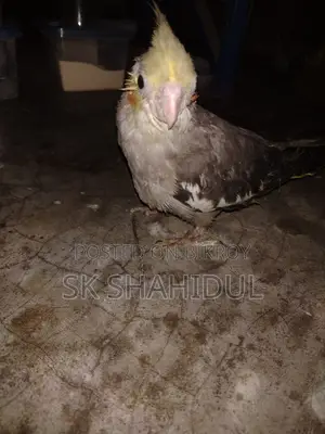 কোকাটেল পাখি
