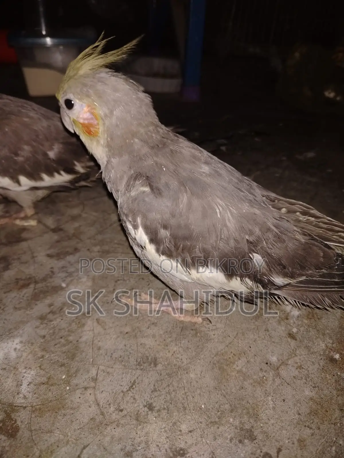 কোকাটেল পাখি