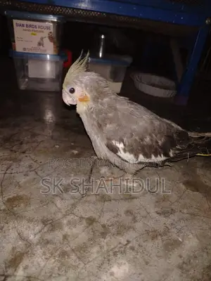 কোকাটেল পাখি