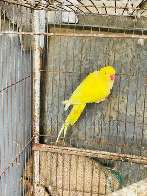 Yellow Ringneck Female