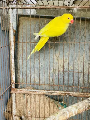 Yellow Ringneck Female