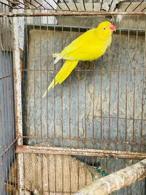 Yellow Ringneck Female