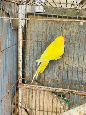 Yellow Ringneck Female