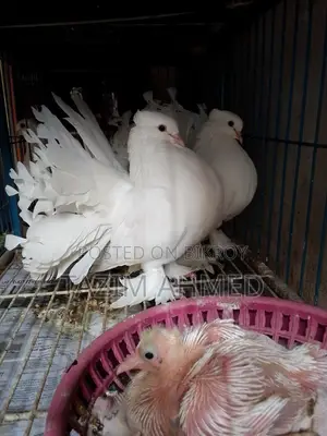 বাচ্চা সহ সাদা ইন্ডিয়ান ফ্যানটাইল