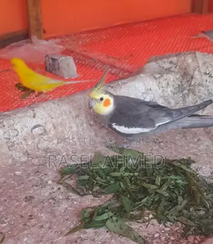 Cockatiel Pair
