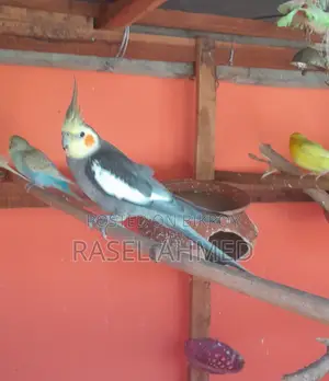 Cockatiel Pair