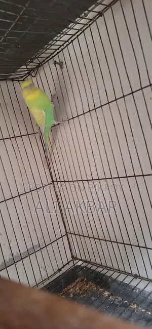রানিং মেল বাজরিগা পাখি বিক্রি হবে