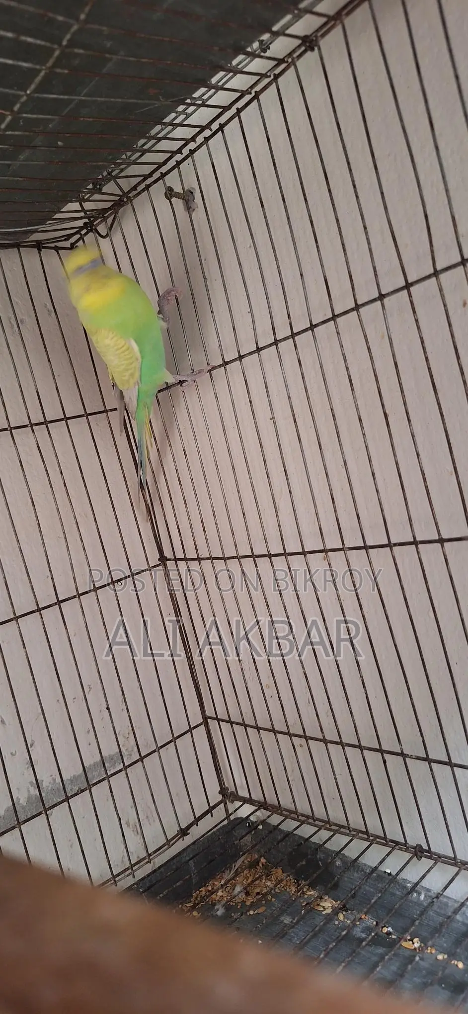 রানিং মেল বাজরিগা পাখি বিক্রি হবে