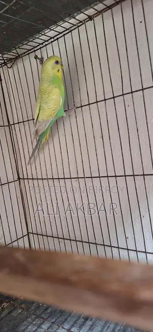 রানিং মেল বাজরিগা পাখি বিক্রি হবে