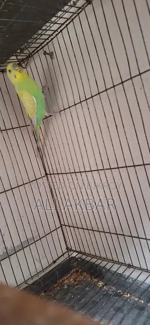 রানিং মেল বাজরিগা পাখি বিক্রি হবে