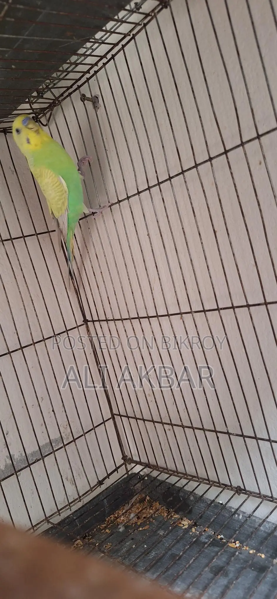 রানিং মেল বাজরিগা পাখি বিক্রি হবে