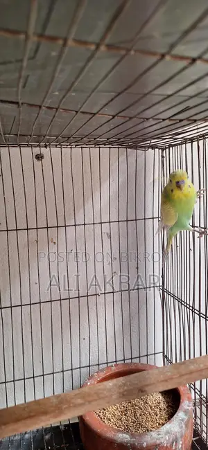 রানিং মেল বাজরিগা পাখি বিক্রি হবে