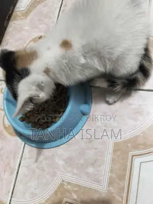 Urgent adoption cat