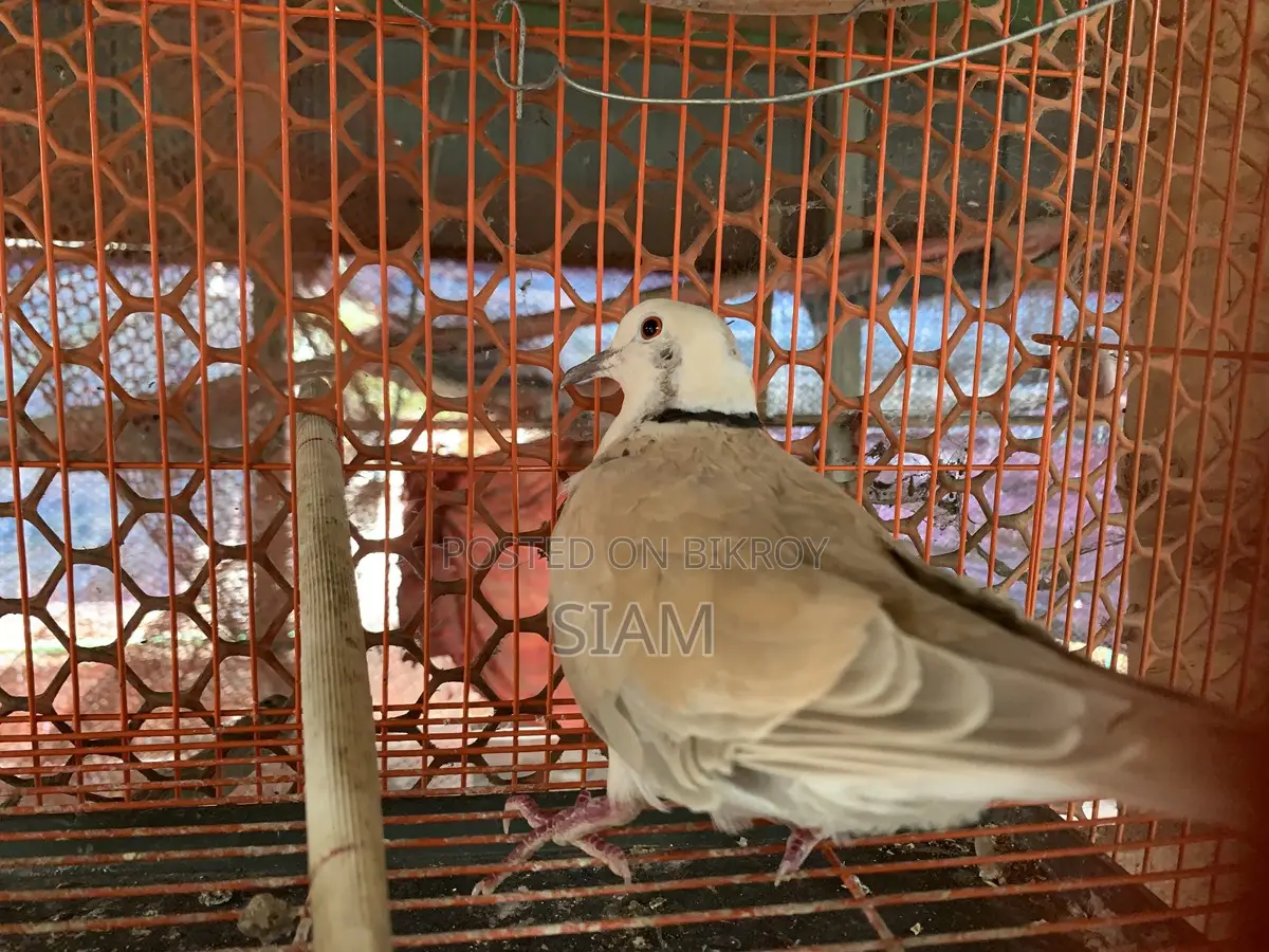 গোগো পাখি