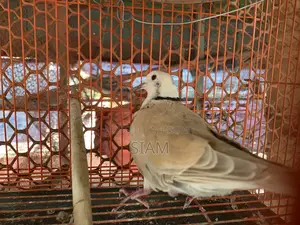 গোগো পাখি