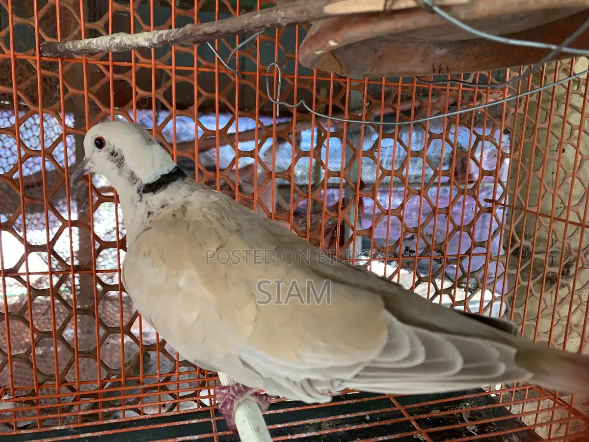 গোগো পাখি