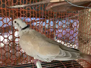 গোগো পাখি