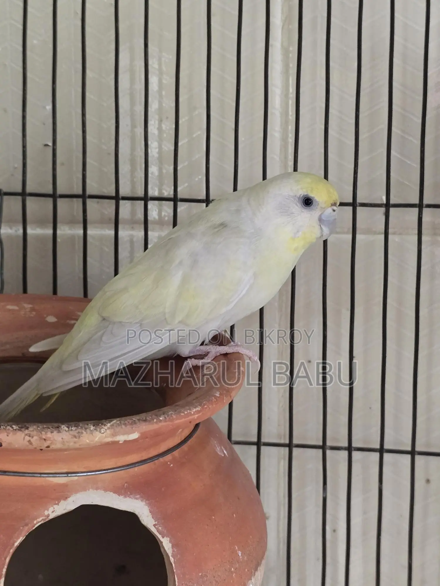 Rainbow Budgies Bird