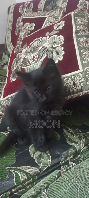 মিক্সড ব্রিড ফিমেল কিটেন।