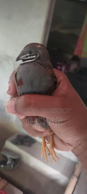 Classic King Quail Running and Adult Available
