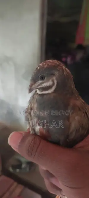 Classic King Quail Running and Adult Available