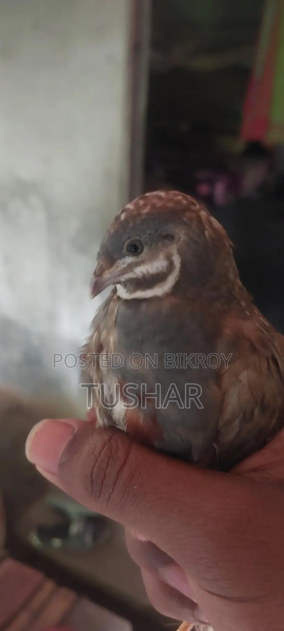 Classic King Quail Running and Adult Available
