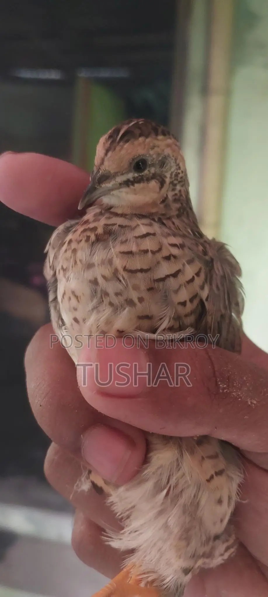Classic King Quail Running and Adult Available