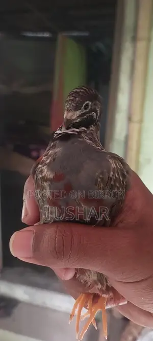 Classic King Quail Running and Adult Available