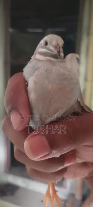 Classic King Quail Running and Adult Available