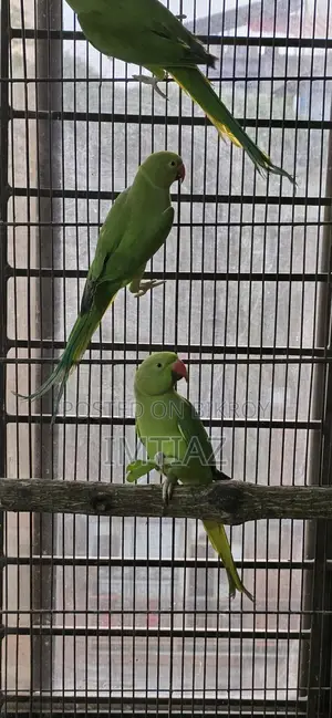 Green Ringneck Baby