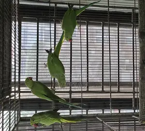 Green Ringneck Baby