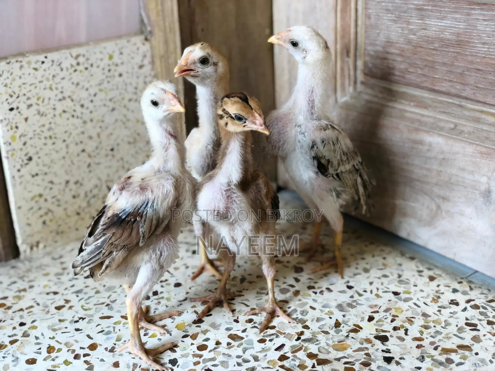 ২ জোড়া আসিল বেবি