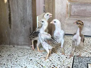 ২ জোড়া আসিল বেবি