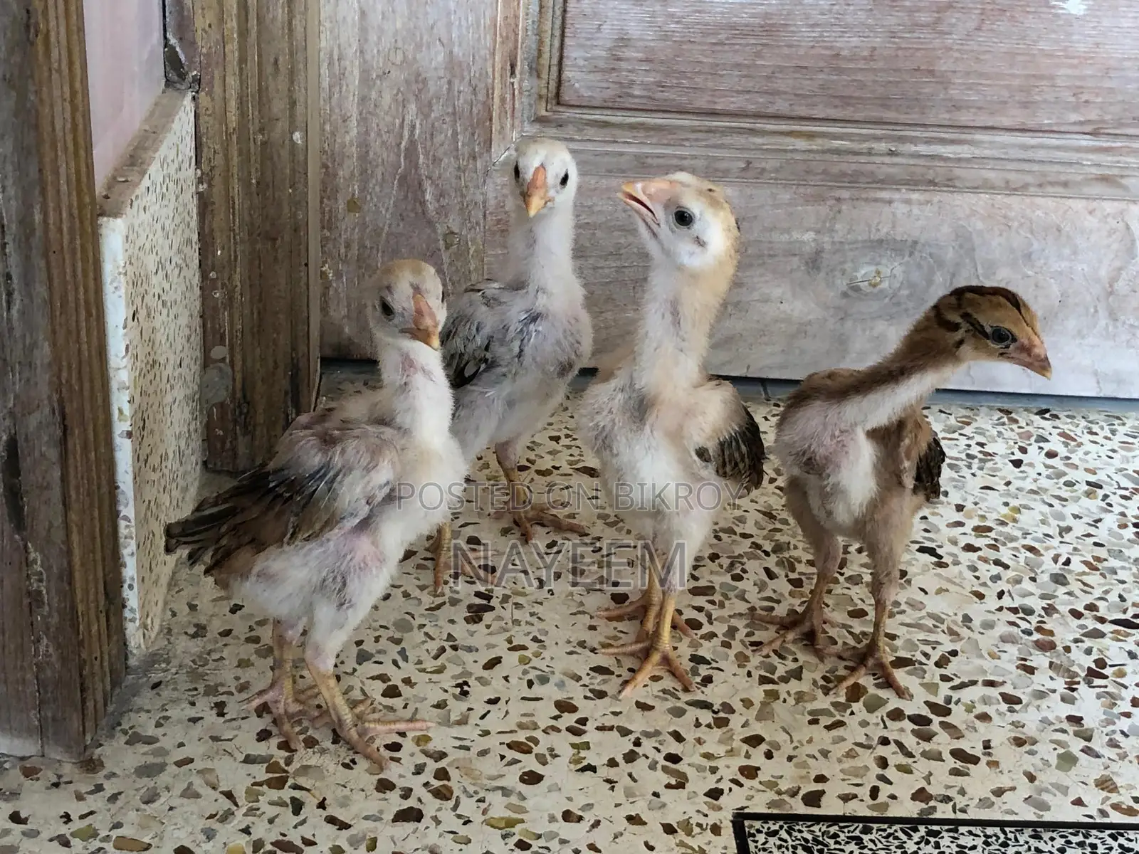 ২ জোড়া আসিল বেবি