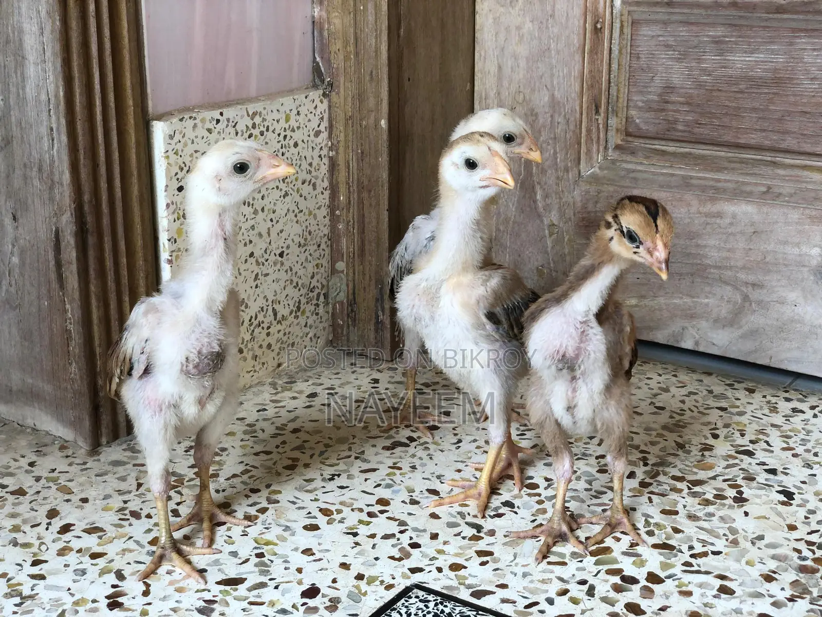 ২ জোড়া আসিল বেবি
