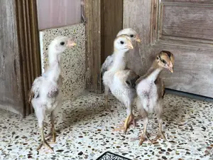 ২ জোড়া আসিল বেবি